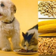 Illustration for article titled Issue of Vegan Pets Divides Vets, Owners • In The Works: Woodstock, 2009